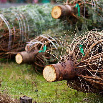 To Cut (Your Own) or Not to Cut: A Christmas Tree Farm Conundrum